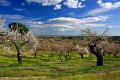 F11ALMENDROFLORWEB_004